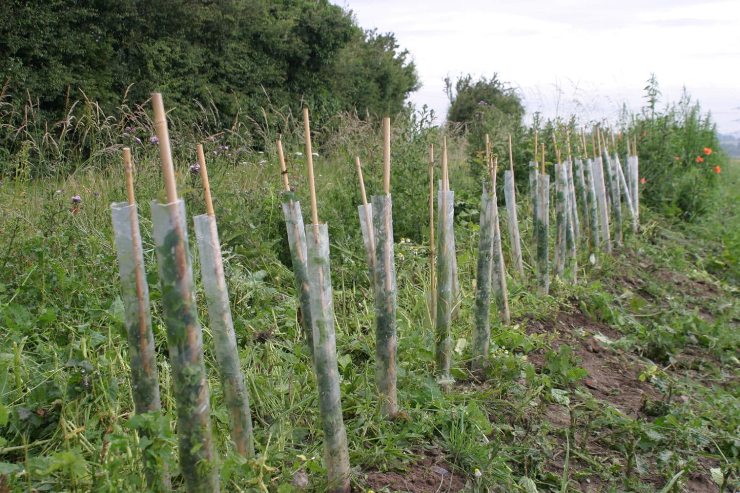 Spiral Tree Guards Spiral Tree Protectors Buy Online at Hopes Grove