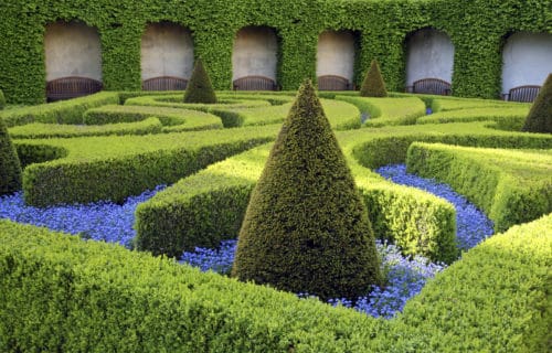 Parterre design with common box and yew Buxus sempervirens Taxus baccata
