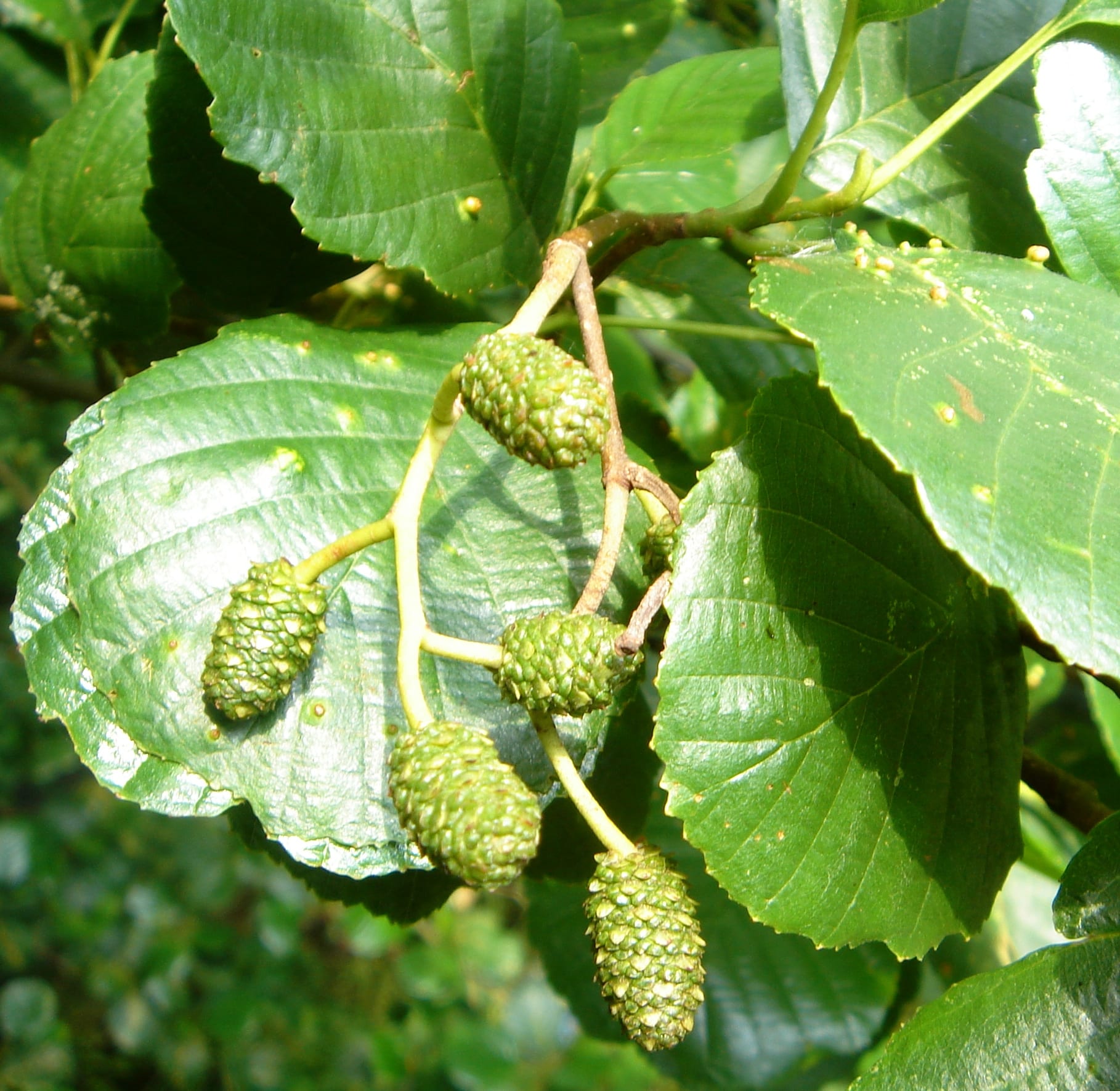Buy Alder Hedging Common Alder Hedge Plants Alnus Glutinosa