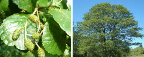 Common Alder hedging Alnus glutinosa