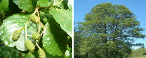 Common Alder hedging Alnus glutinosa