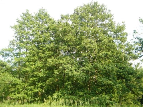 Common Alder trees Alnus glutinosa