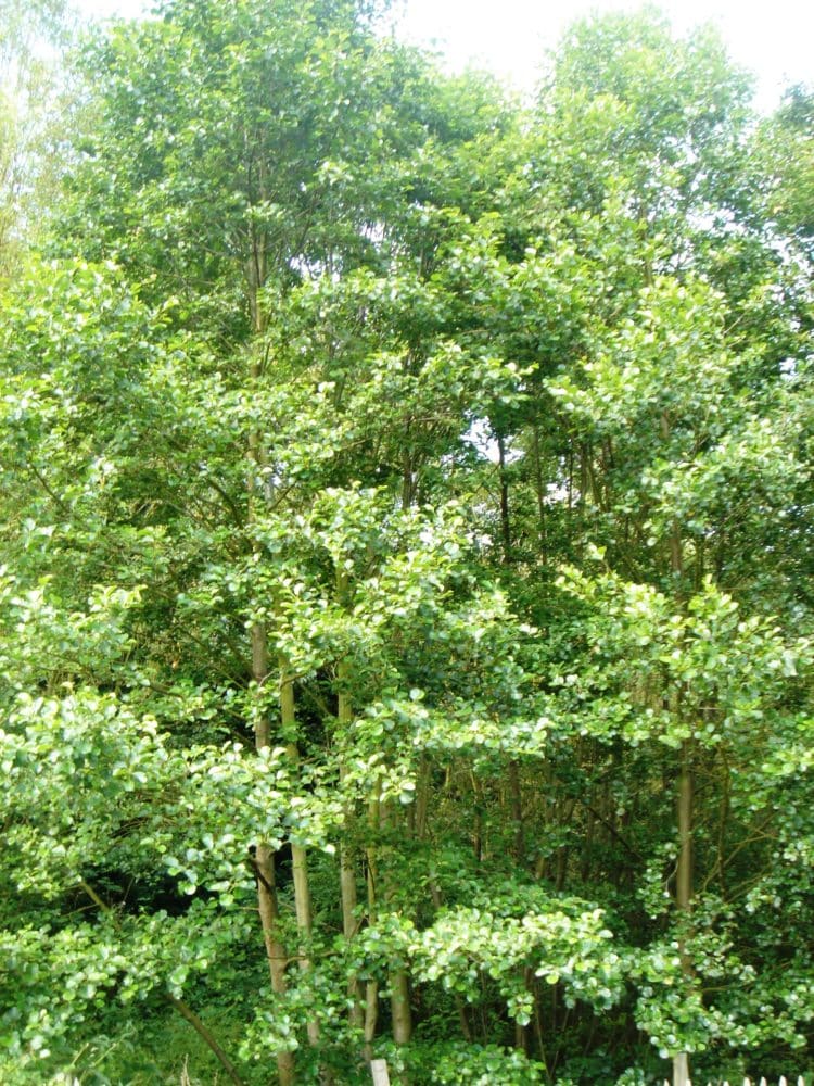 Alder common trees and hedging Alnus glutinosa group
