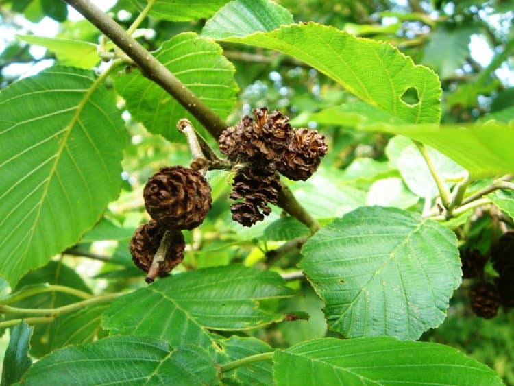 Buy Alder Hedging Plants (Alnus) Various Species from