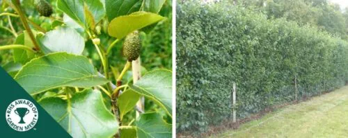 Alder hedging plants (Alnus)