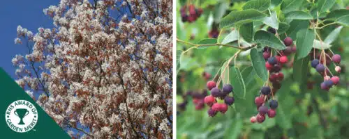 Amelanchier hedging plants Amelanchier lamarckii