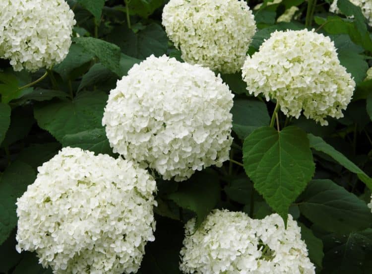Close up of flowers on a Hydrangea arborescens Annabelle hedging plant