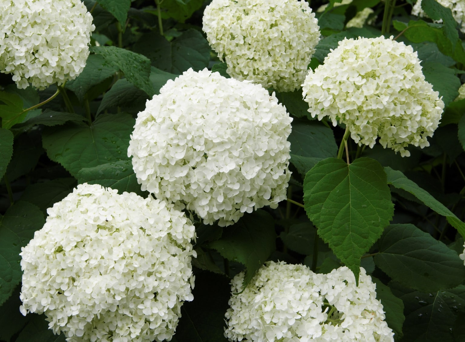 Buy Annabelle Hydrangeas Hydrangea Arborescens Annabelle Hedging