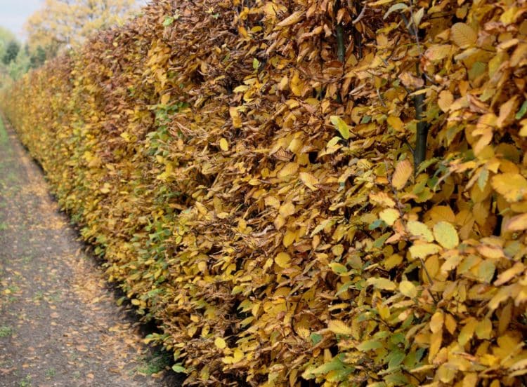 Hornbeam hedge Autumn colour Carpinus betulus