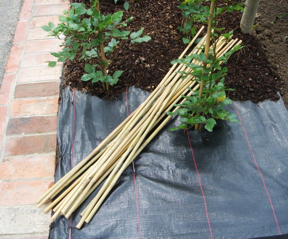 Buy Bamboo Canes Online Plant & Hedge Bamboo Support Canes Hopes Grove