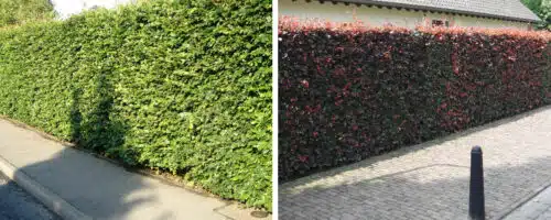 Beech hedging plants green and Purple Fagus sylvatica