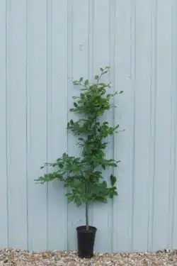 Beech Green Potted Hedging 90-120cm 36-48in