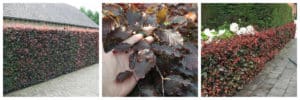 Purple Beech (Fagus sylvatica Purpurea) Rootballed hedging