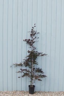 Beech Purple Potted Hedging 150-175cm 60-72in