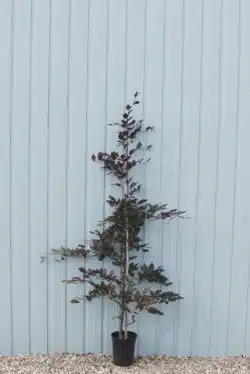 Beech Purple Potted Hedging 150-175cm 60-72in