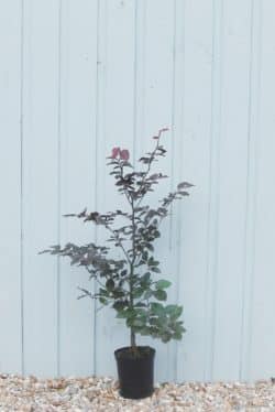 Beech Purple Potted Hedging 60-90cm 24-36in