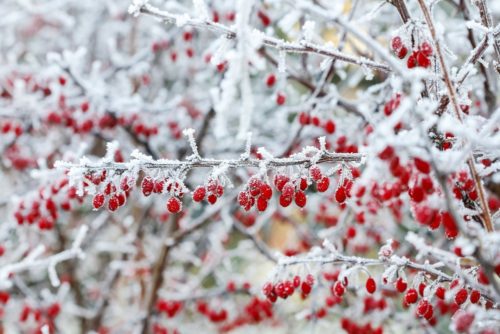 Green berberis hedge with berries in winter Berberis thunbergii