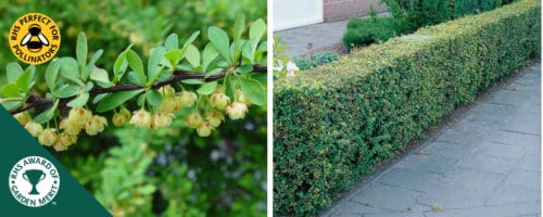 Green berberis hedging plants Berberis thunbergii