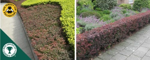 Small Hedges Low Ornamental Hedging Small And Dwarf Hedge Plants