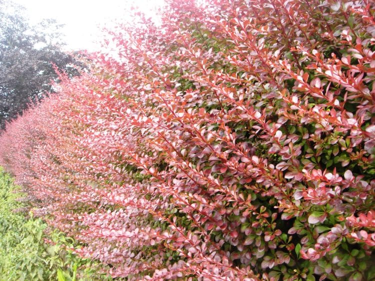 Berberis X Ottawensis Hedge Plant Red Berberis Hedging Induced Info