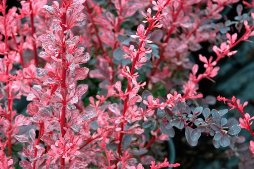 Bright young shoots of Berberis thunbergii Rose Glow hedge plant