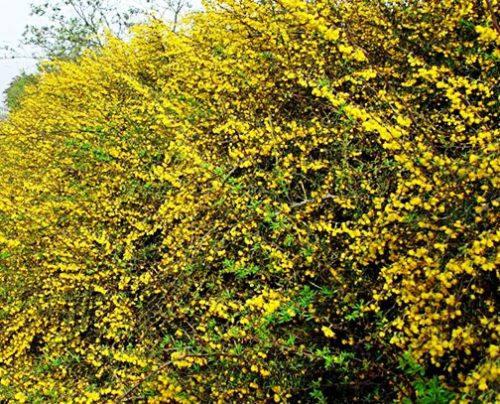 Berberis X stenophylla hedge plant in flower