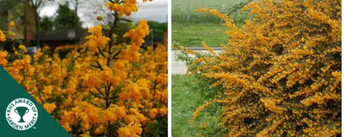 Berberis stenophylla hedging plants