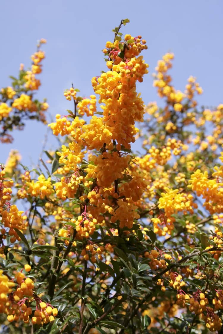 Close up of flowers on Berberis X stenophylla hedging plant