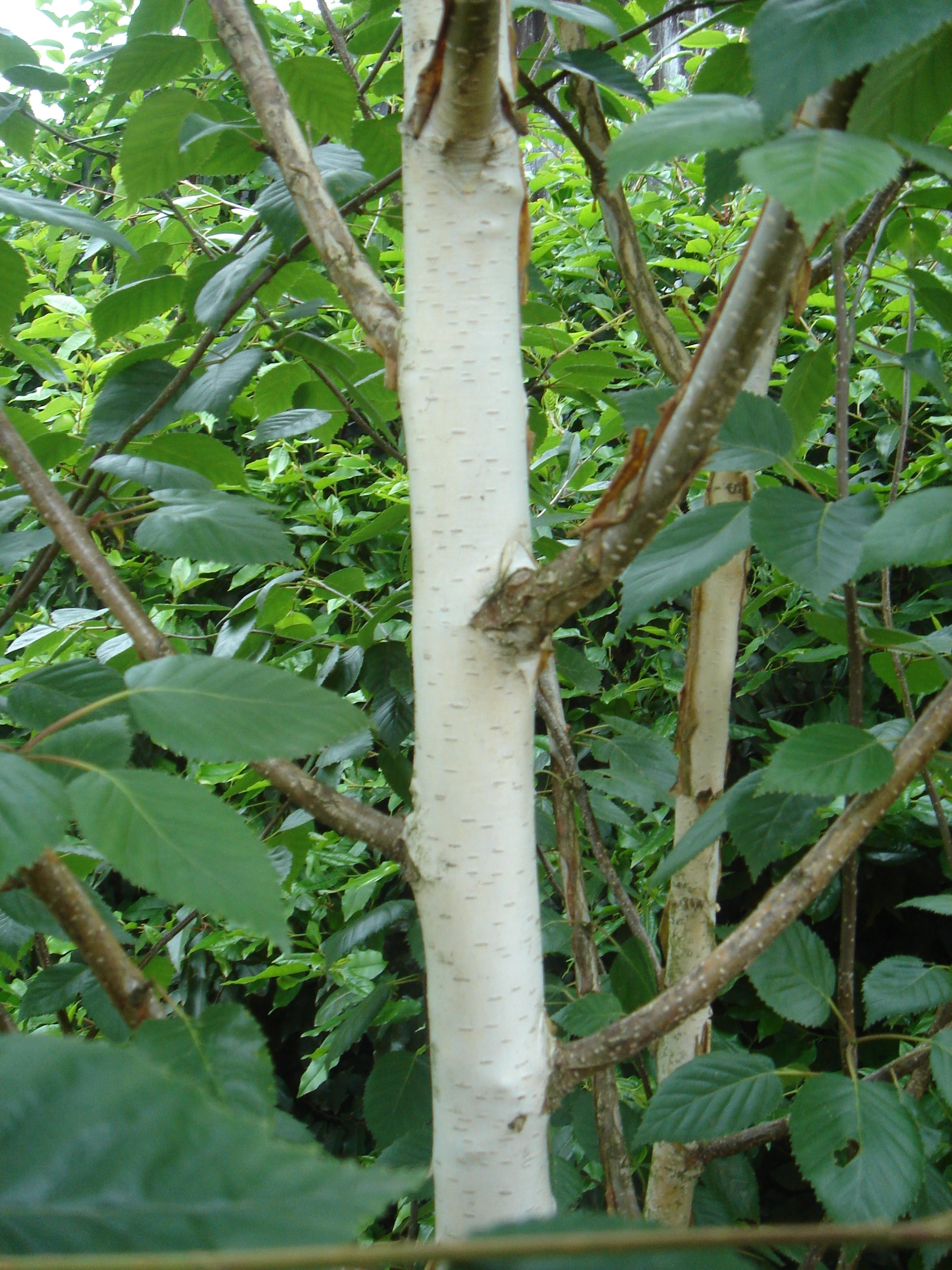 Buy Small Birch Trees & Shrubs Birch Ornamental Trees & Small Betula