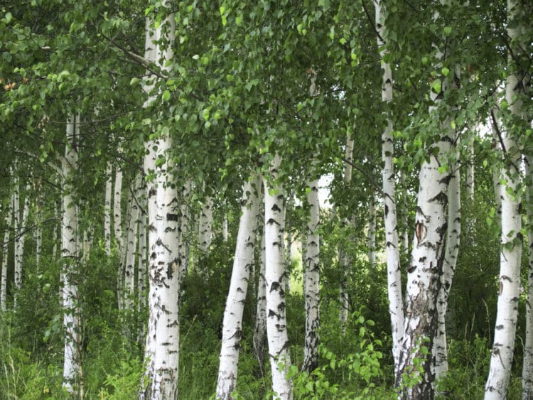 Silver birch Betula pendula group