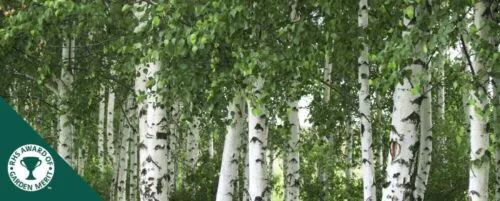 Silver birch young trees and hedging Betula pendula