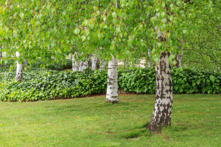 White stem colour of young silver birch trees Betula pendula