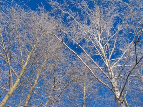 Winter detail of silver birch trees Betula pendula