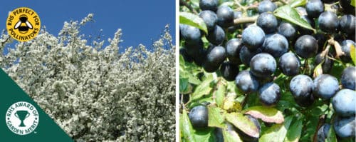 Blackthorn hedging plants Prunus spinosa