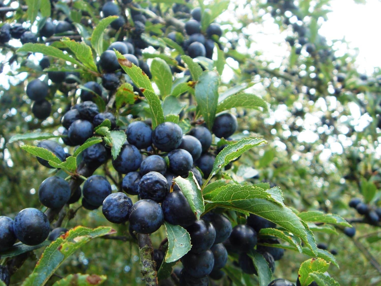 Buy Blackthorn Hedging Prunus Spinosa Hedge Plants Hopes Grove Buy Blackthorn Hedging Prunus Spinosa Hedge Plants Hopes Grove