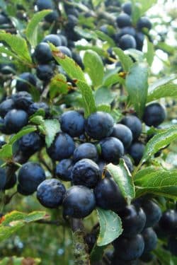 2-3ft Blackthorn Hedge Plants native bare root hedging