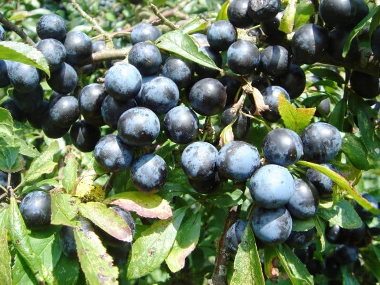 Many sloes on blackthorn hedge plant Prunus spinosa