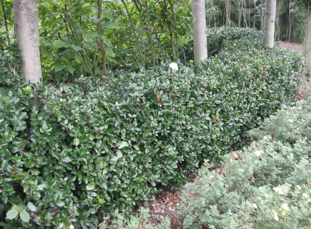 Buy Ilex Meserveae Hedging Plants Blue Princess or Holly Blue Hedges
