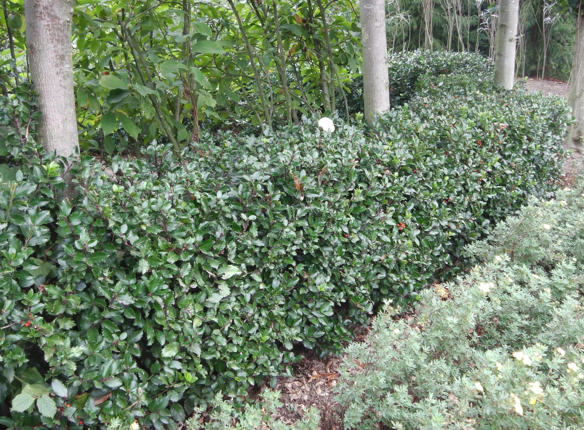 Buy Ilex Meserveae Hedging Plants Blue Princess or Holly Blue Hedges