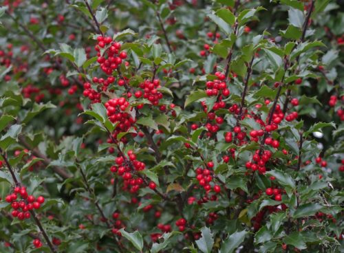 Red berries in Winter on a Blue holly hedge plant Ilex mesrvae Blue Princess