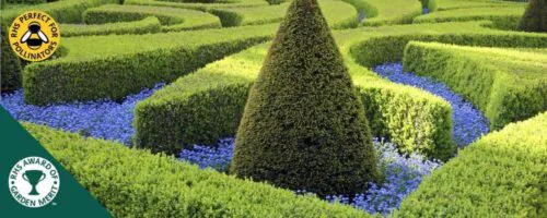 Common box hedging plants buxus sempervirens