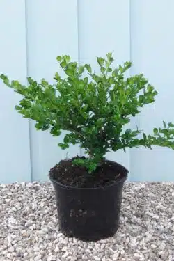 Box Faulkner Potted Hedging 12-20cm 60-0in