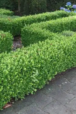 Box Faulkner Potted Hedging 20-30cm 96-0in