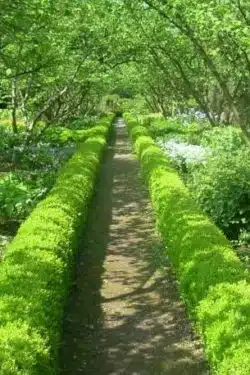 Box Rococo Potted Hedging 8-12cm 36-0in