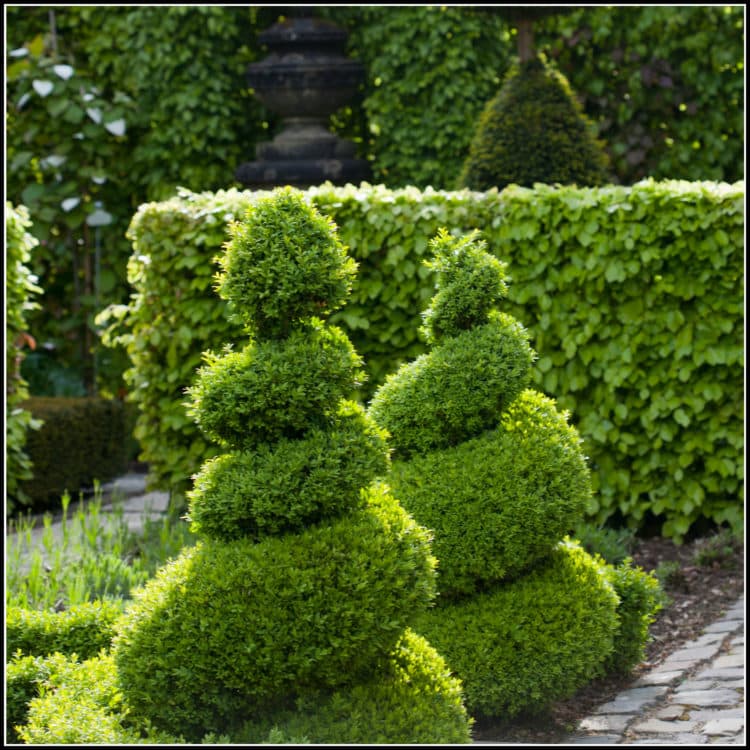 Box Topiary Spirals Buxus Spiral Topiary Plants Hopes Grove Nurseries