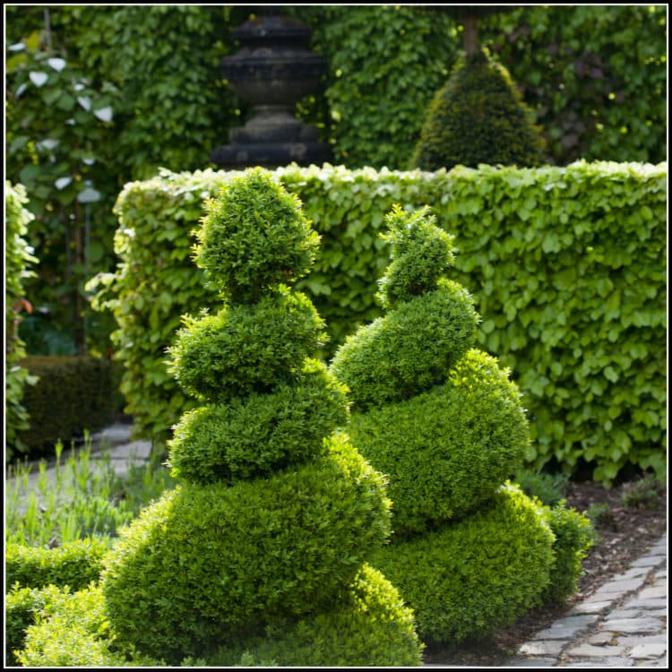 Box Spiral Topiary