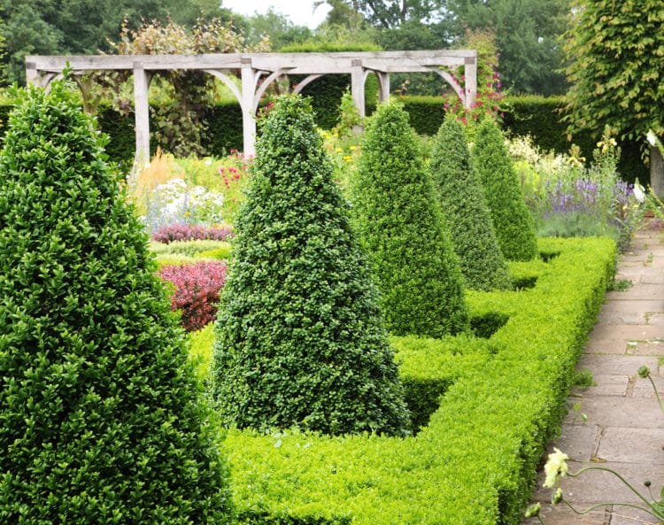 Buy Buxus Sempervirens Cone Buxus Common Topiary Cone Hedges