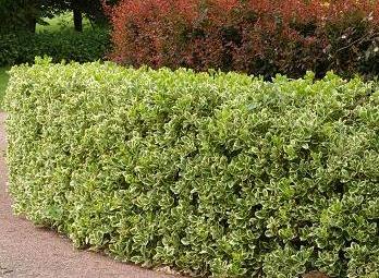 Buy Euonymus Japonicus Bravo Hedges Bravo Japanese Spindle Trees Buy Euonymus Japonicus Bravo Hedges Bravo Japanese Spindle Trees