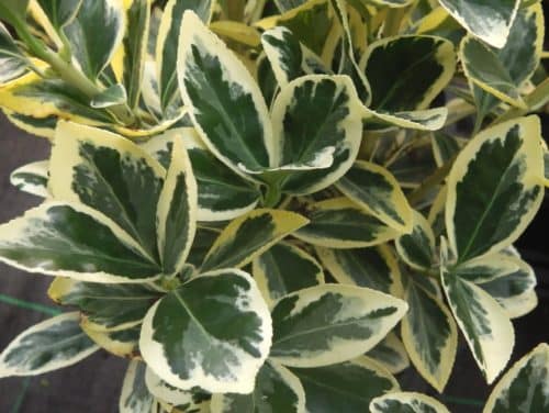 Close up of the foliage on a Euonymus japonicus Bravo hedging plant