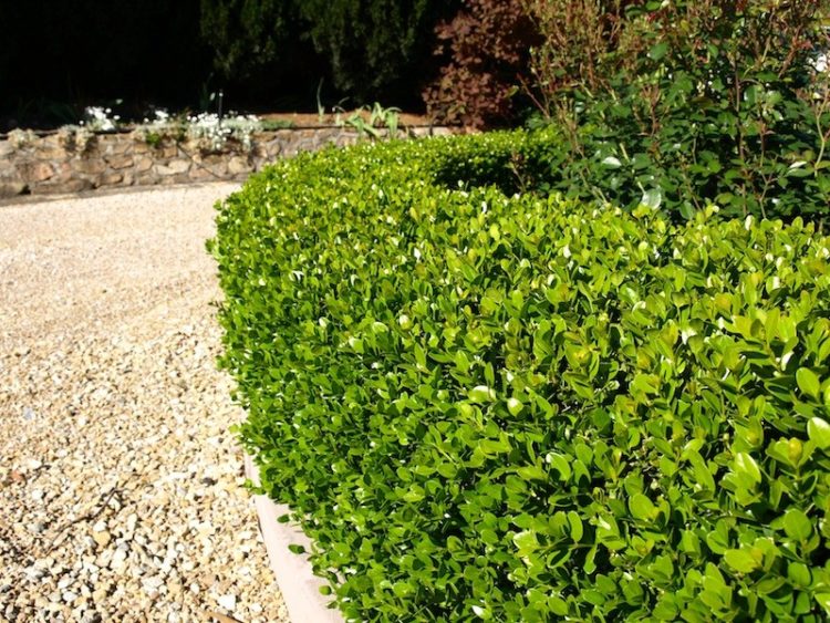 hedge of Buxus microphylla Faulkner